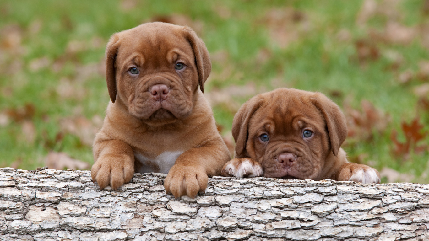 Puppies of Dogue de Bordeaux trying to climb a tree