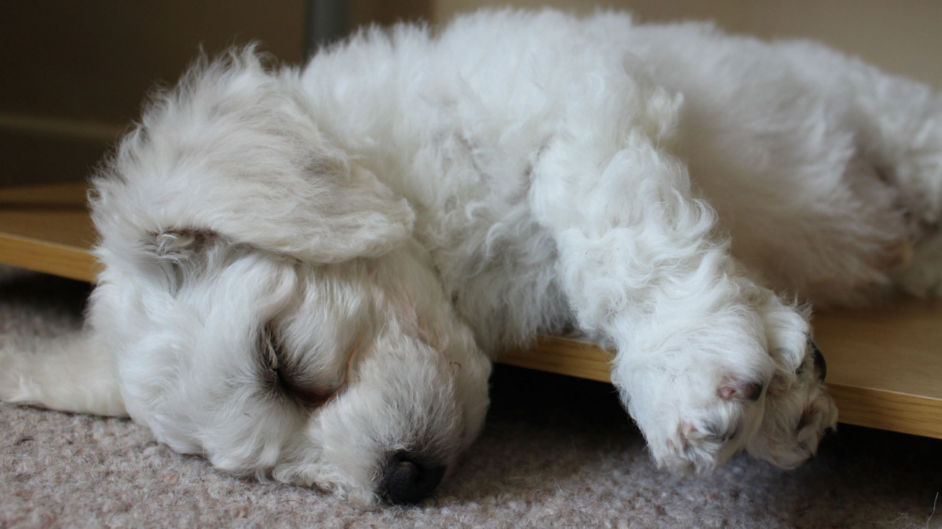 Щенок породы бишон-фриз заснул