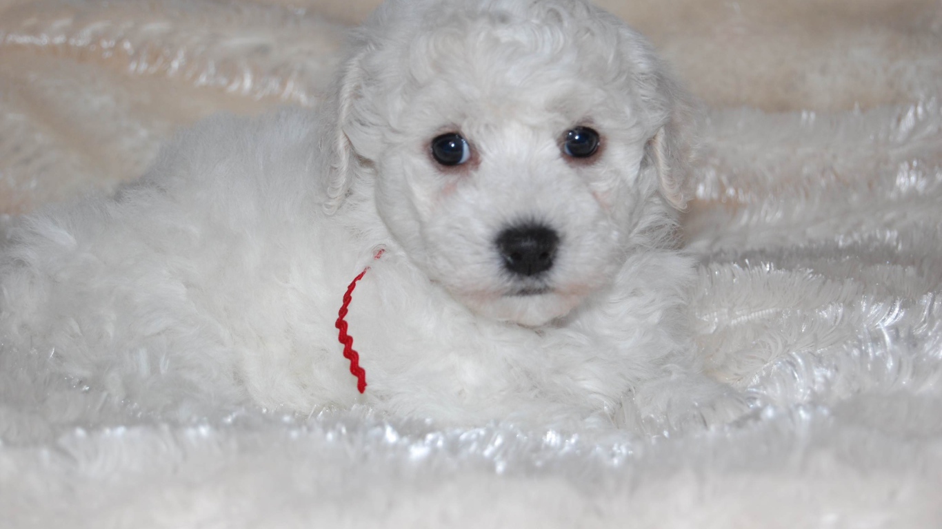 Щенок породы бишон-фриз лежит на белой постели