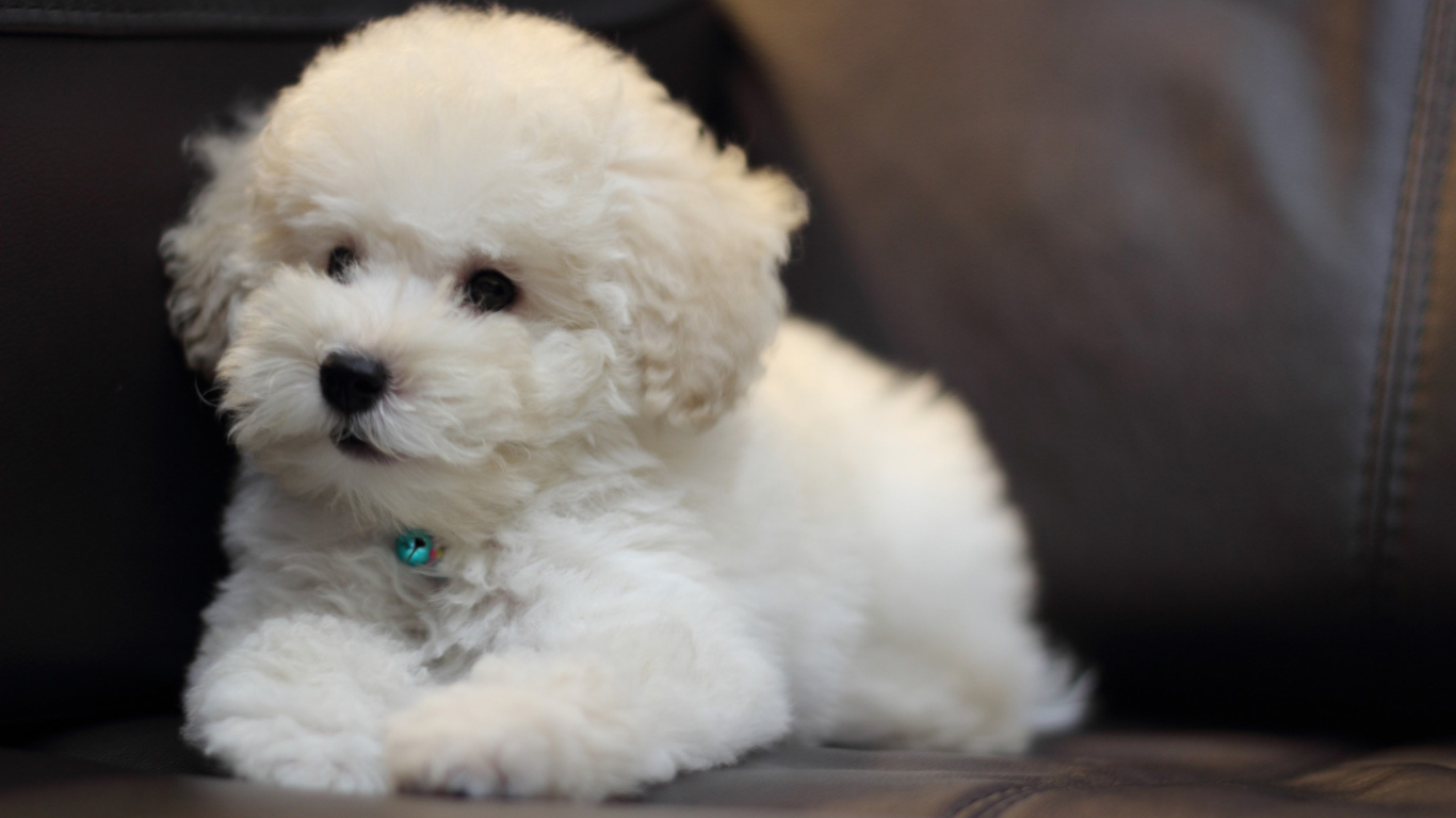 Щенок породы бишон-фриз на кожаном диване