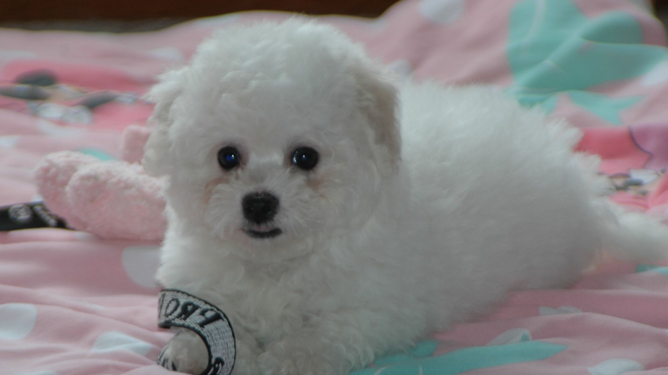 Щенок породы бишон-фриз на кровати