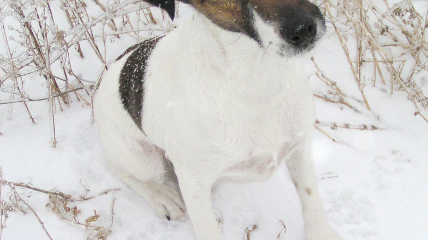 Puppy Fox terrier on the snow