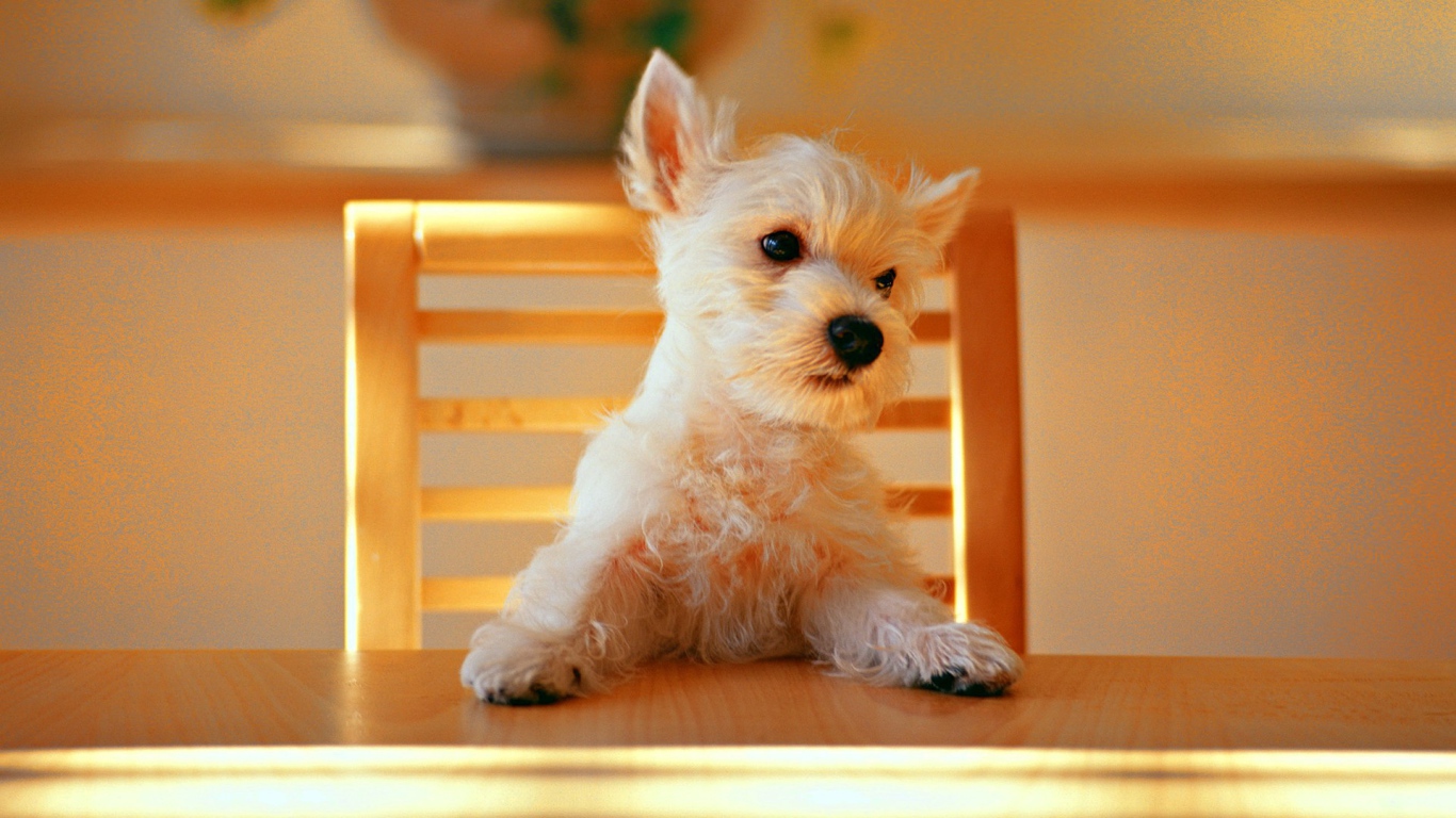 Puppy at the table