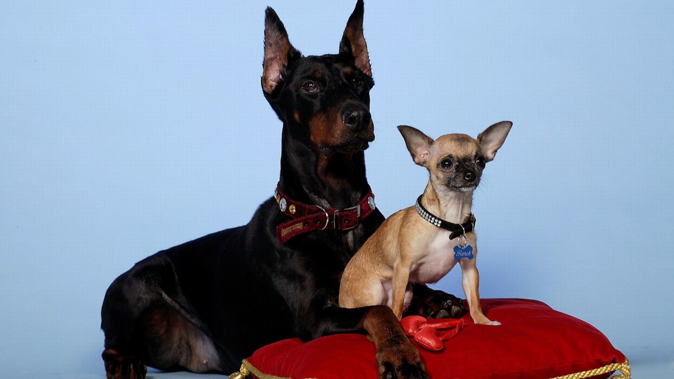 Щенок доберман и его мать