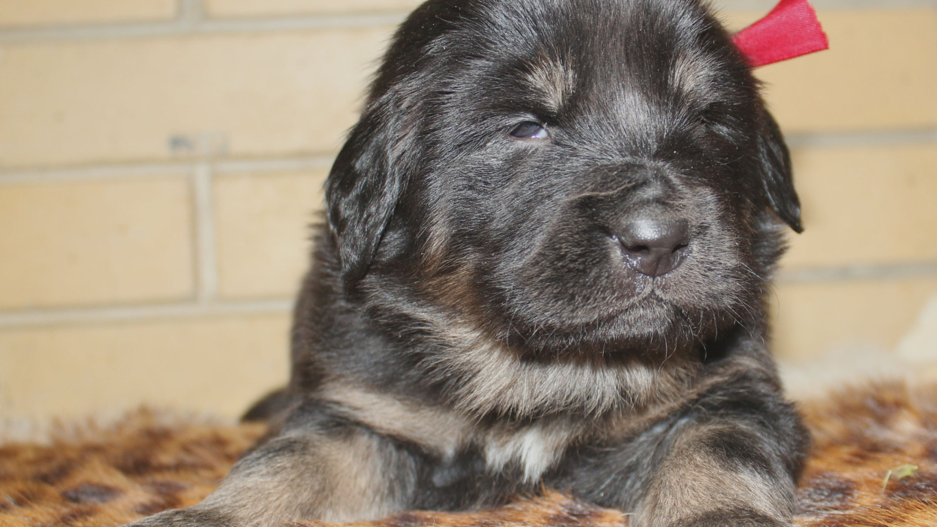 Щенок девочка тибетского мастифа