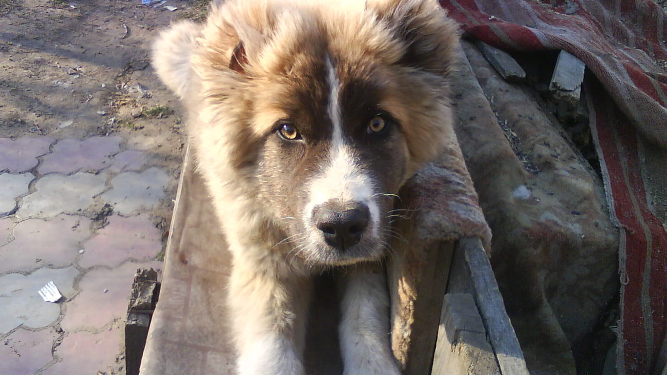 Щенок кавказской овчарки на скамейке