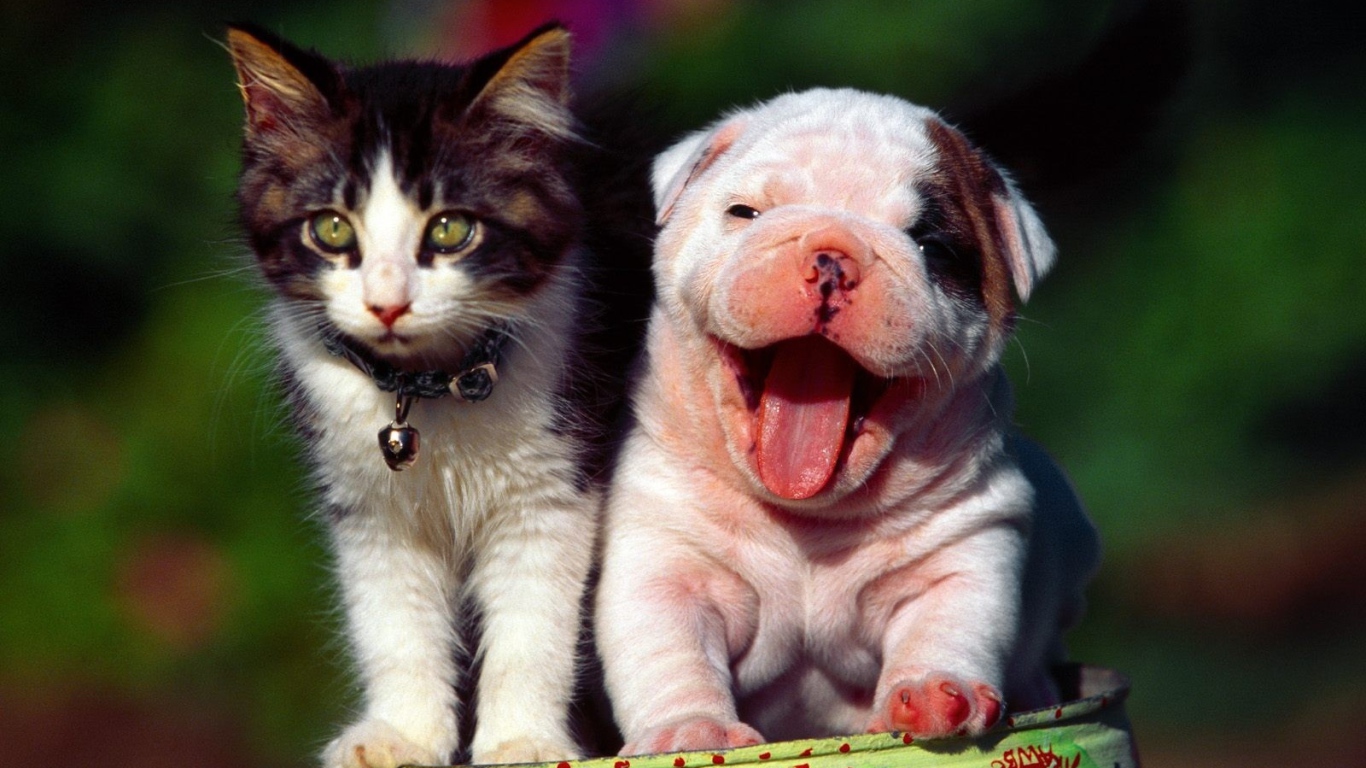 Щенок шарпей с котенком