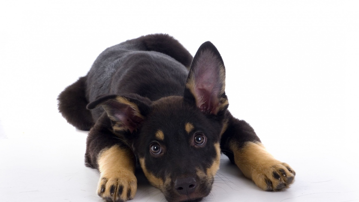 Щенок овчарки на белом фоне