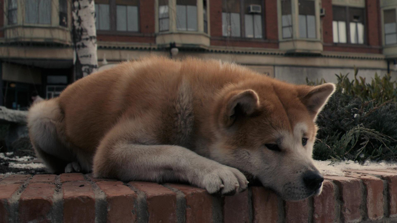 Sad Akita Inu lost in thought