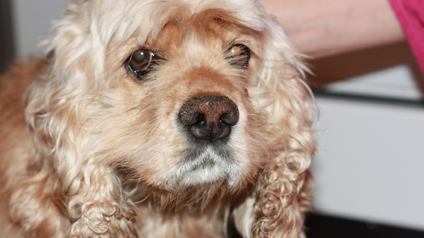 Грустный американский кокер-спаниель