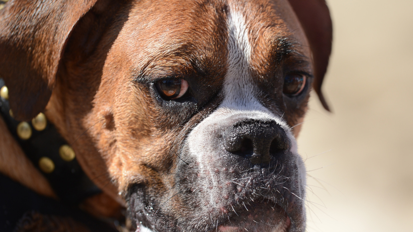 Грустный боксёр что-то увидел