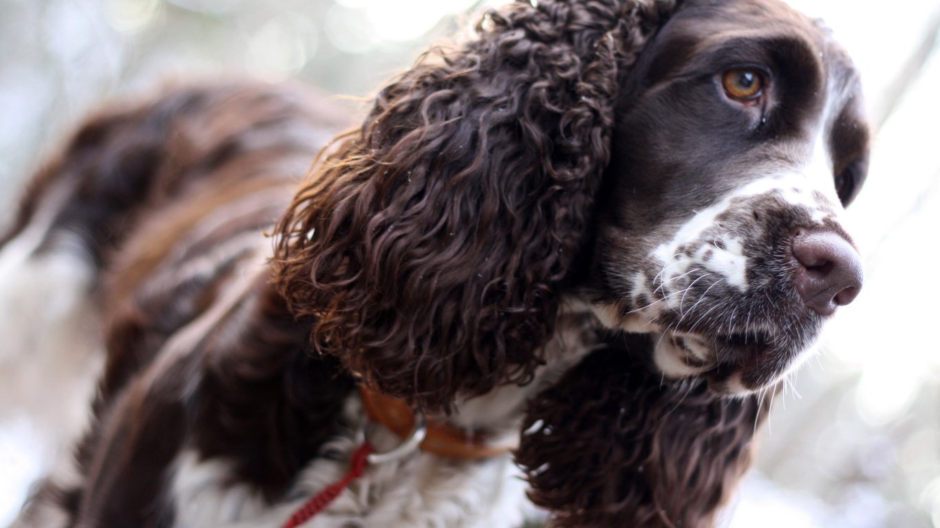 Грустный английский спрингер-спаниель