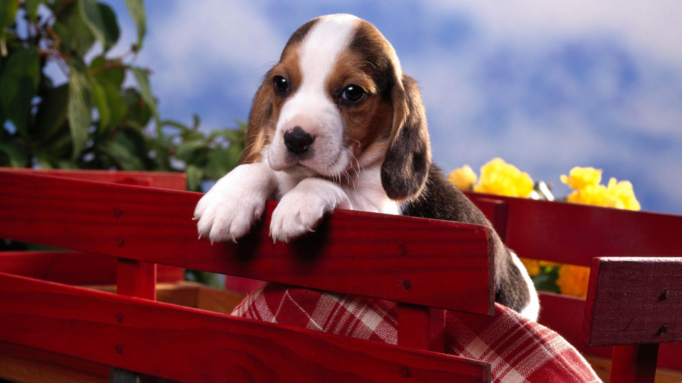 Грустный щенок породы бигль в красной тележке