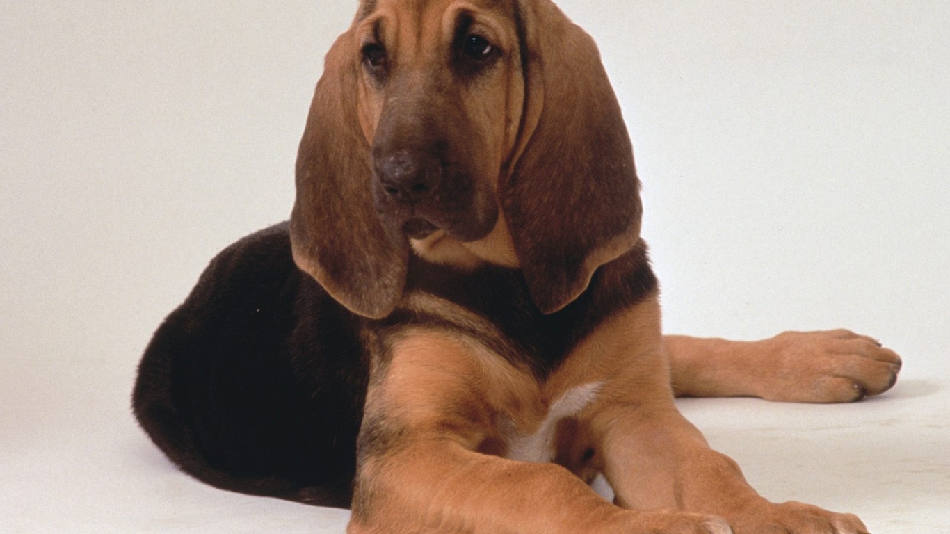 Грустный бладхаунд лежит на белом фоне