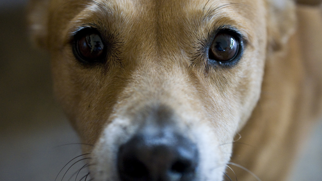 Грустные глаза собаки басенджи