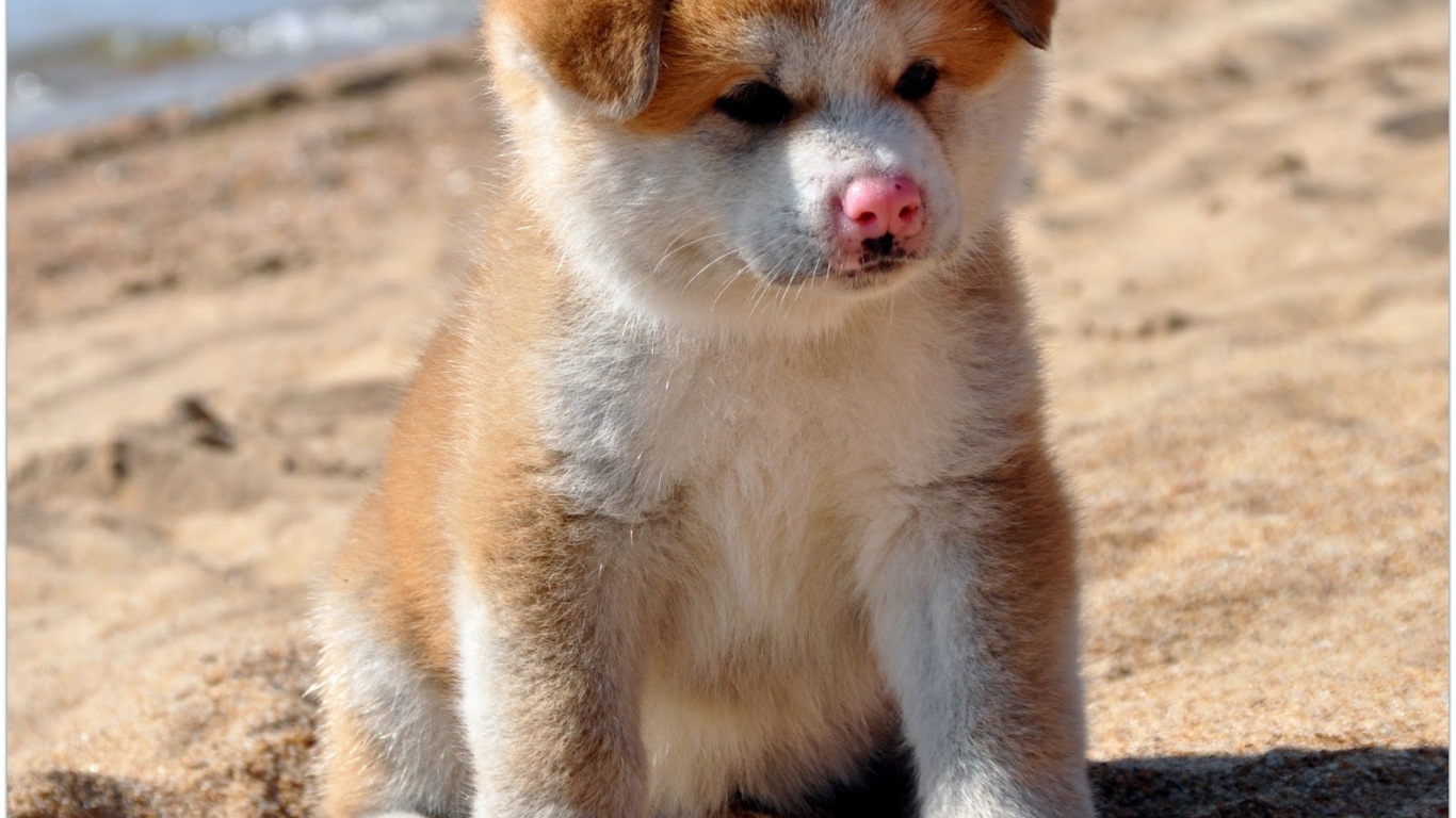 Грустный щенок акита-ину на песке