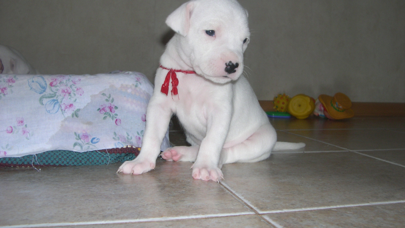 Грустный щенок аргентинского дога