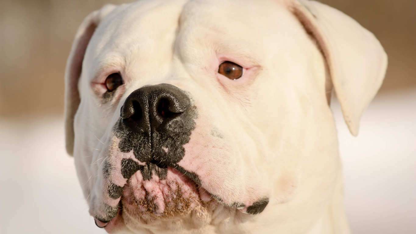 Серьёзный американский бульдог крупным планом