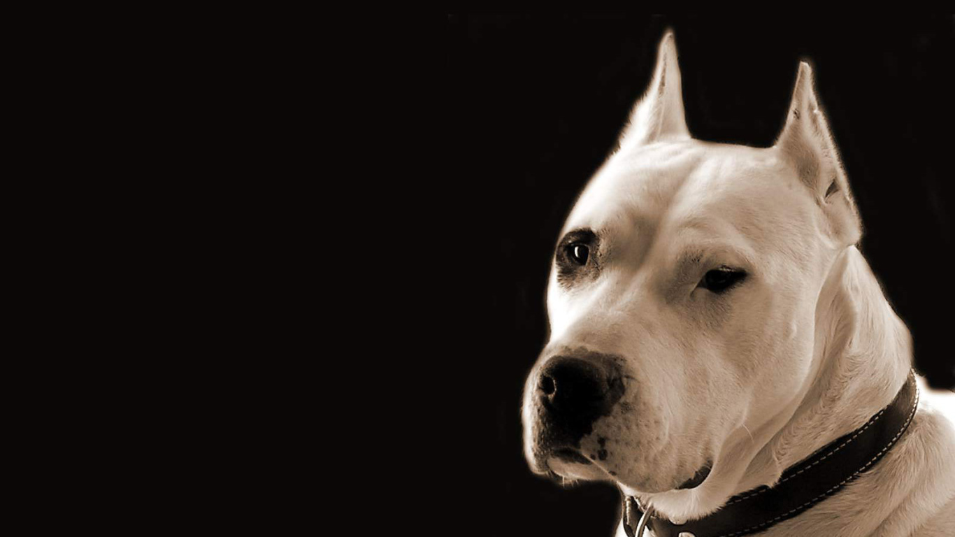 Серьёзный аргентинский дог на чёрном фоне
