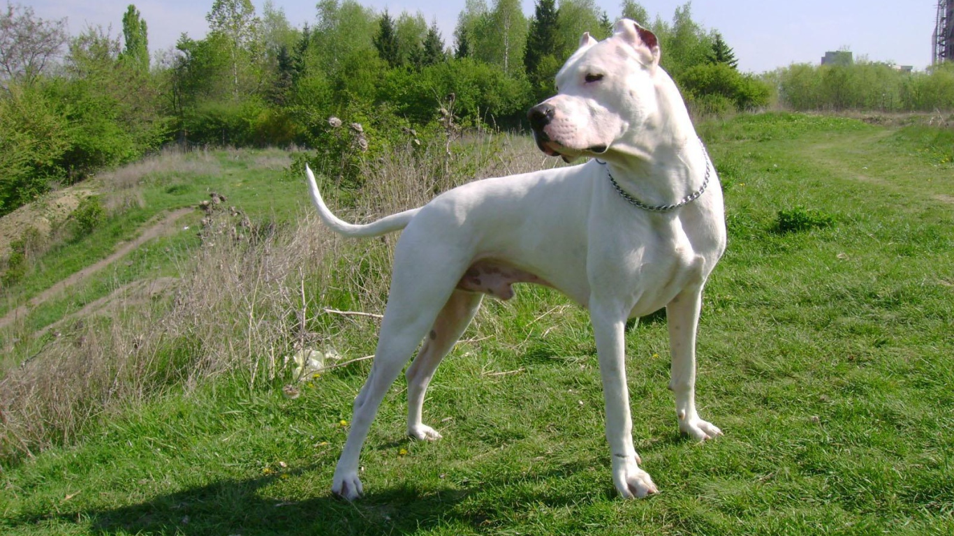 Серьёзный аргентинский дог на холме