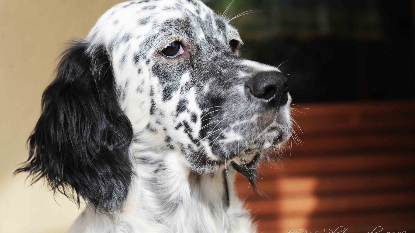 Серьёзный английский сеттер
