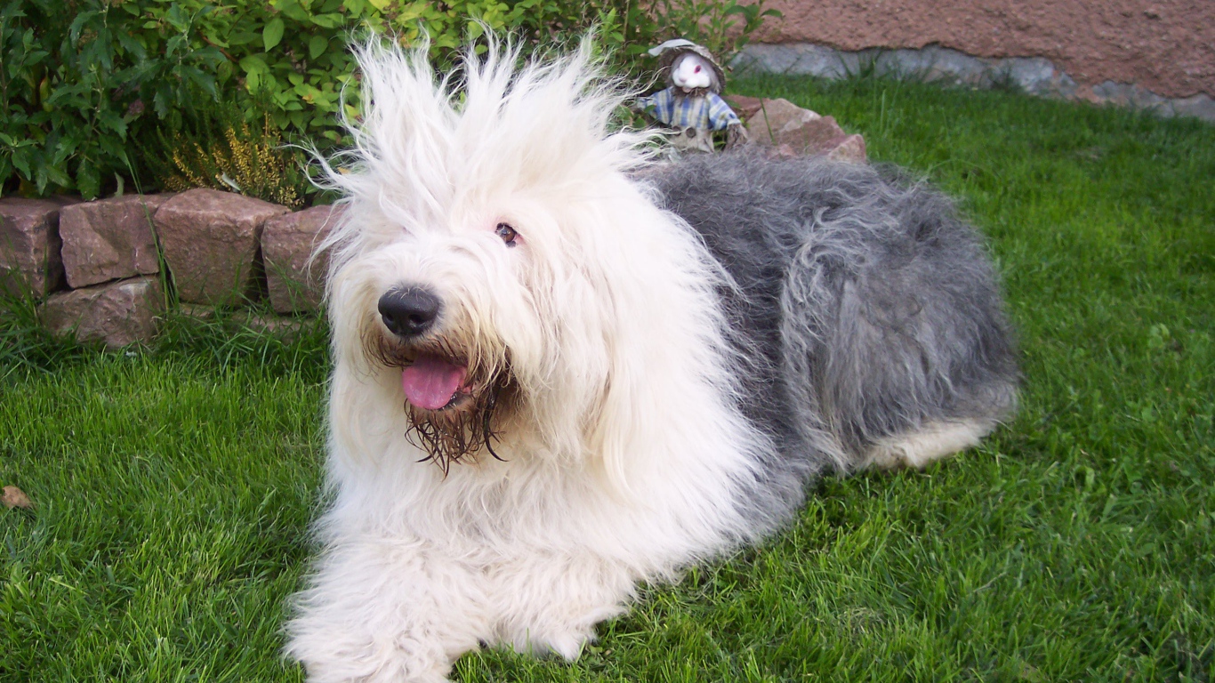 Лохматая собака породы бобтейл