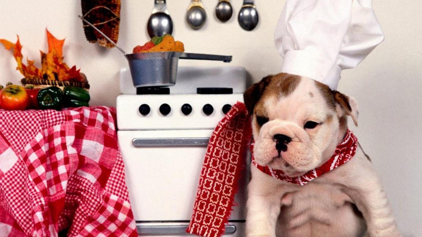 Шеф Шарпей на кухне