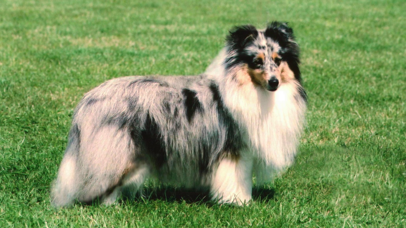Sheltie breed dog posing on the grass in the summer