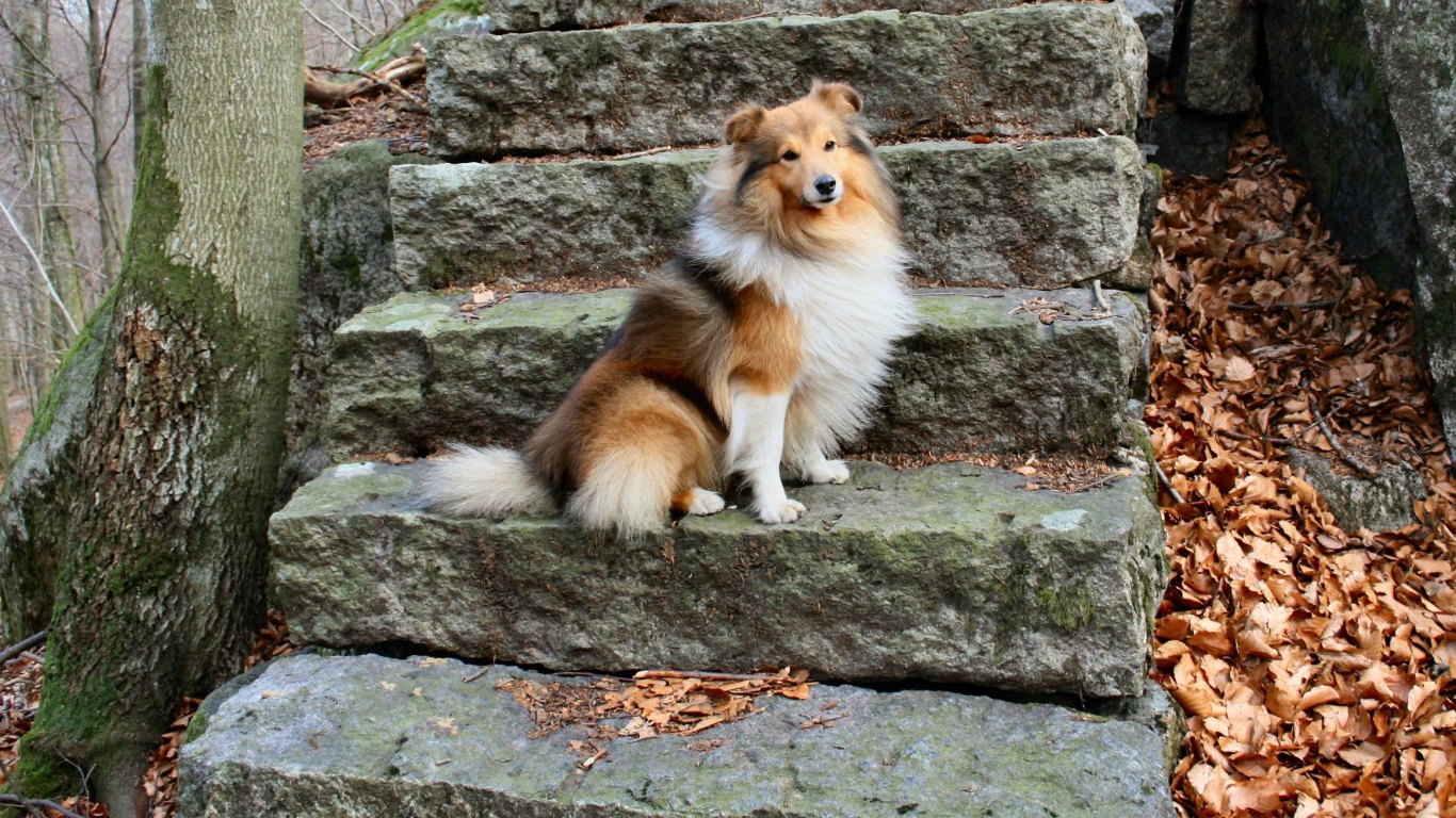 Собака породы шелти позирует на ступеньках