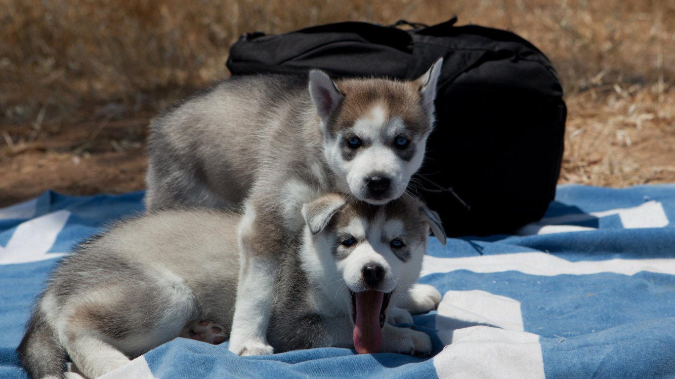 Сибирский хаски защищает свою сестру