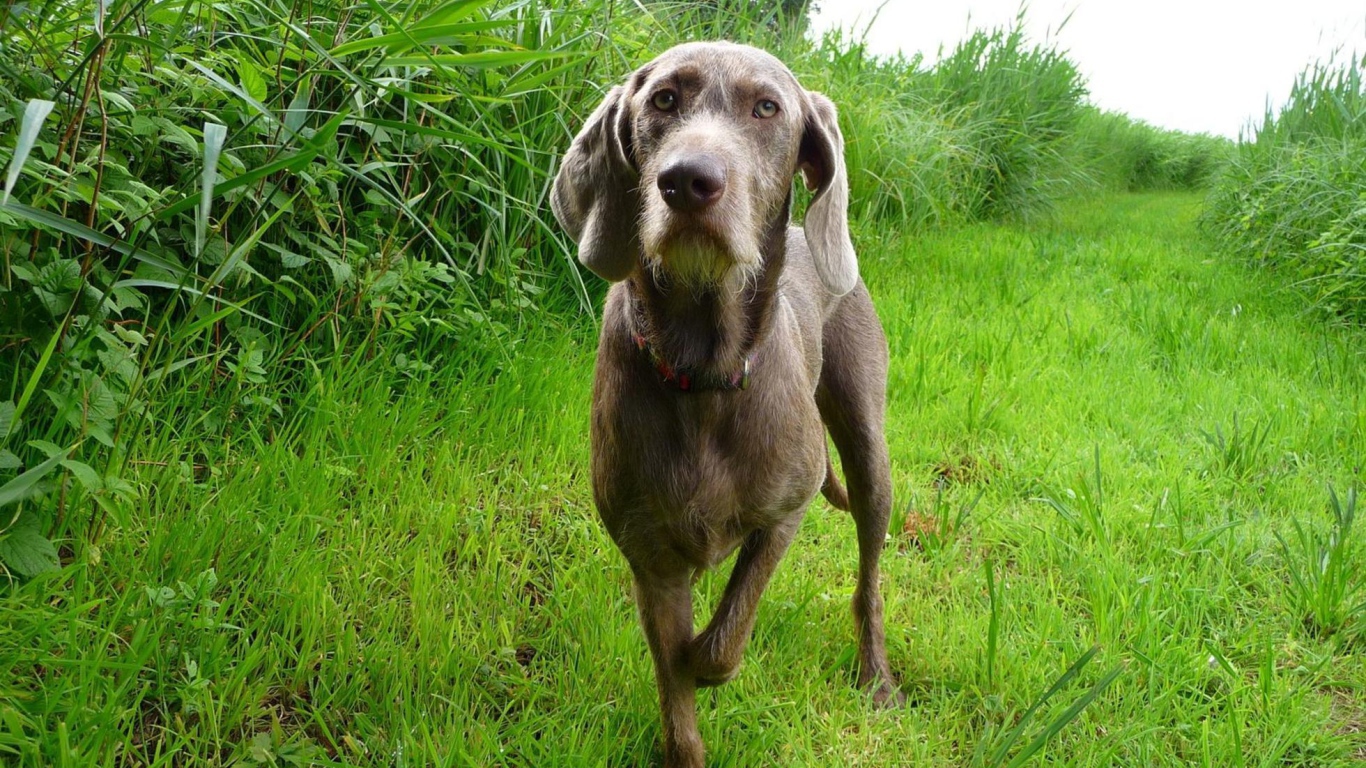 Словацкий Пойнтер в поле