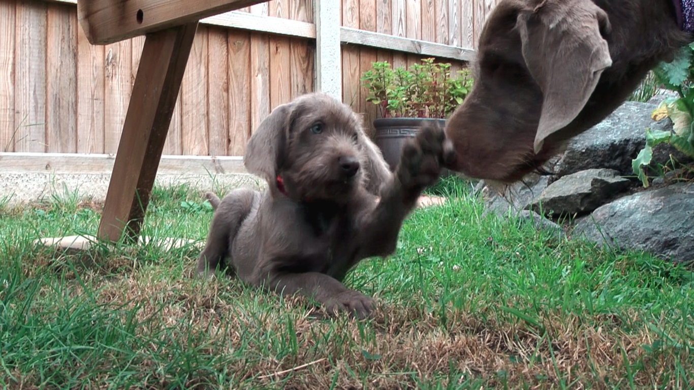 Словацкий Пойнтер играет с матерью