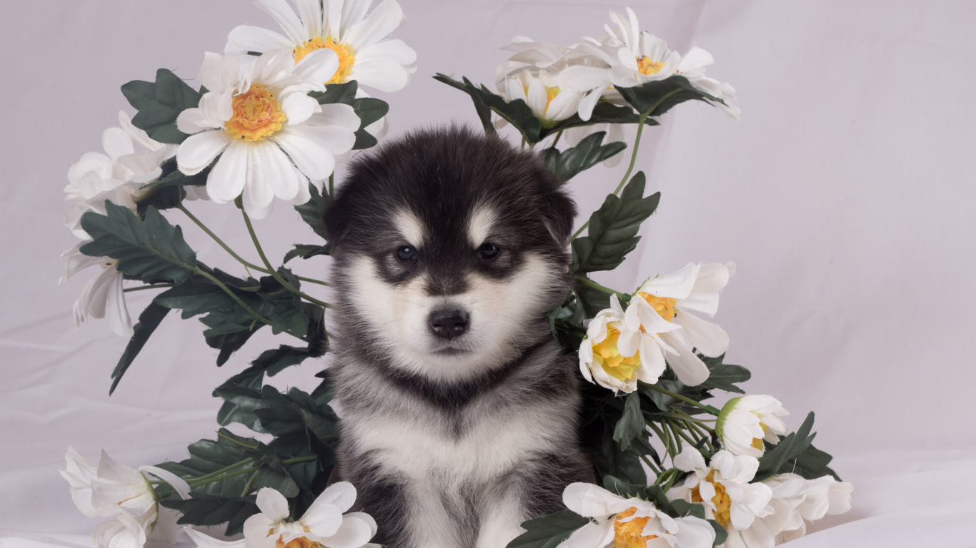 Маленький аляскинский маламут в цветах