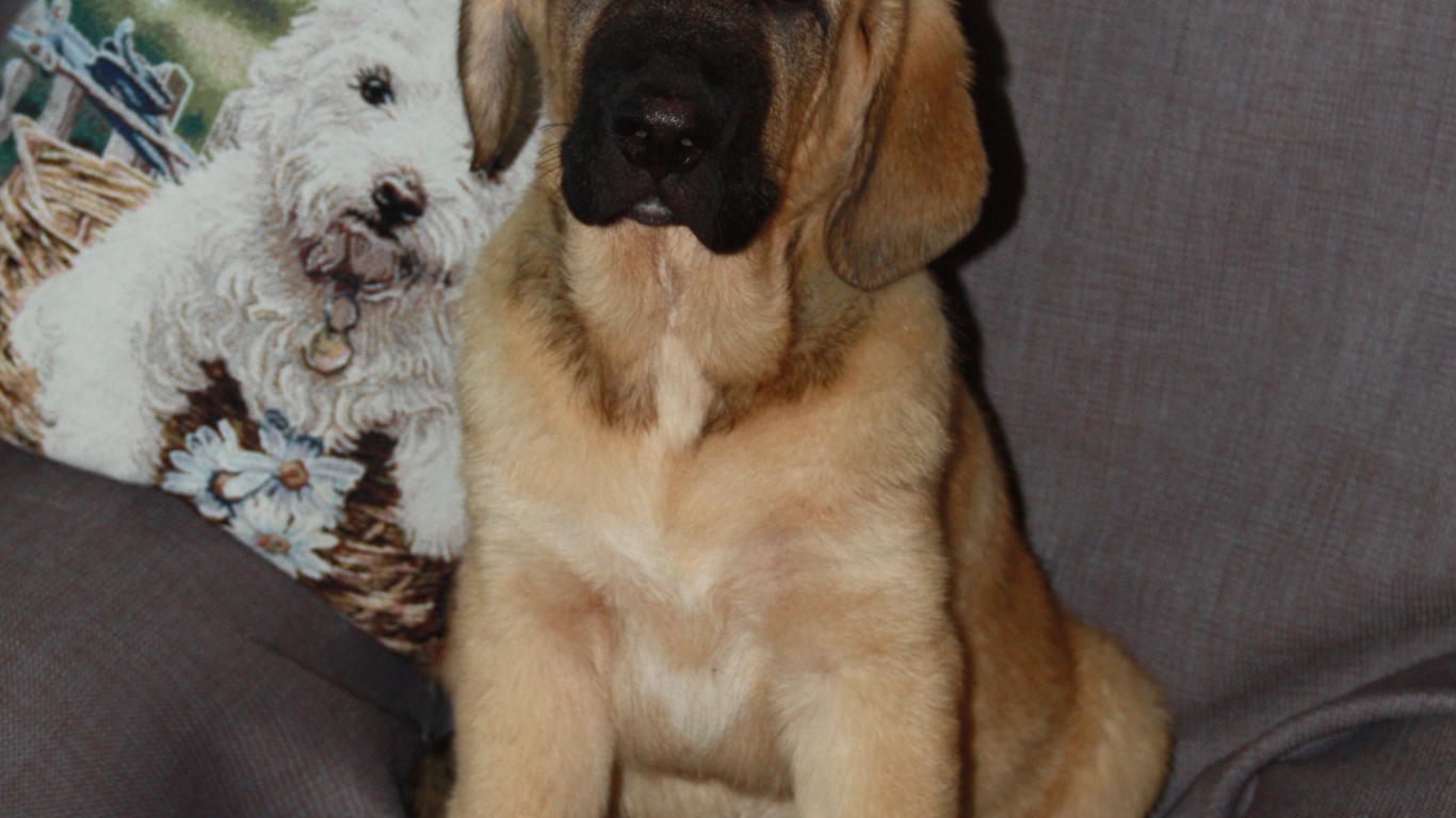 Испанский мастиф сидим на стуле