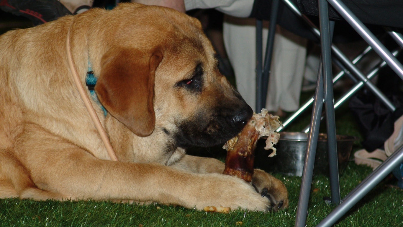 Испанский мастиф под столом