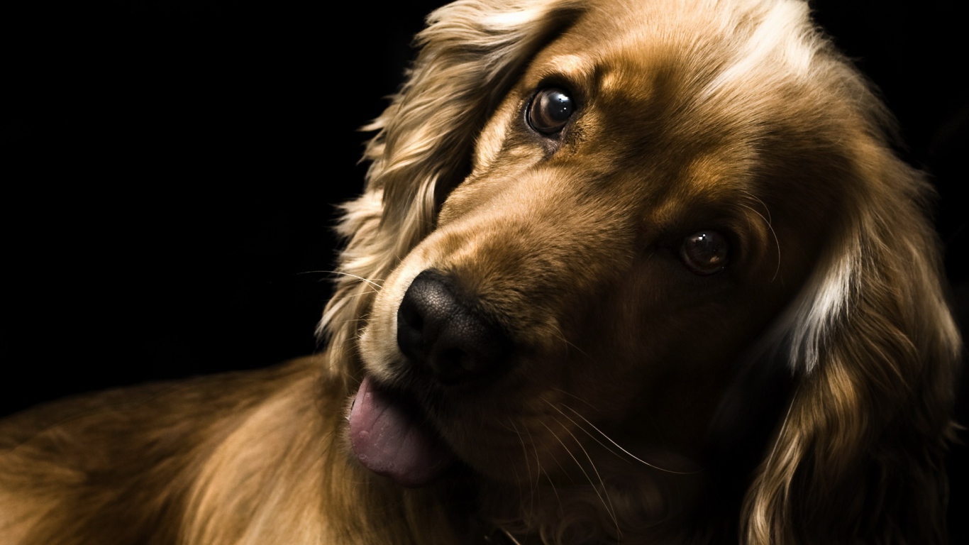 Удивлённый английский кокер-спаниель