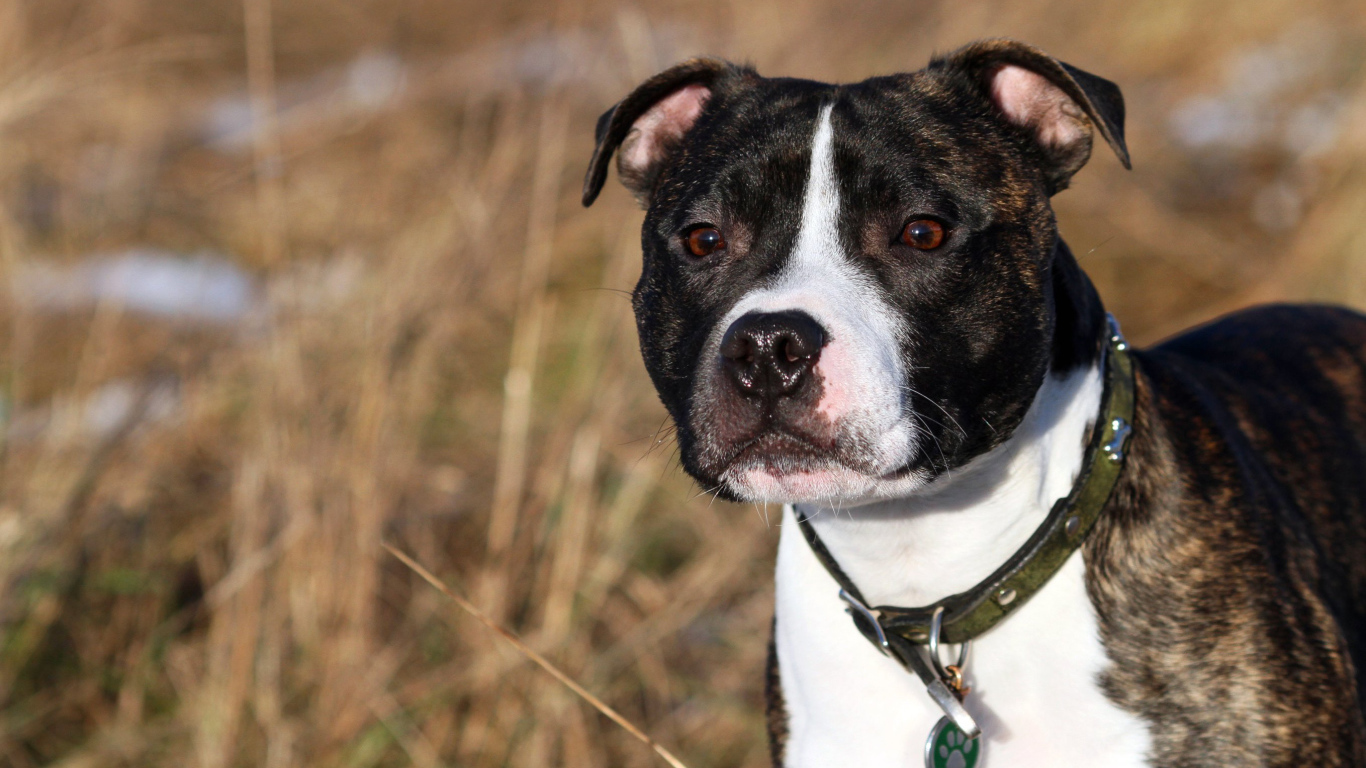 Красивый Стаффордширский бультерьер