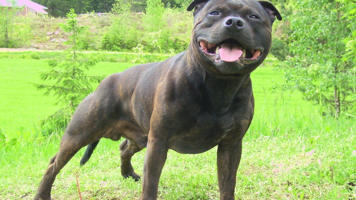 Черный Американский стаффордширский терьер в лесу