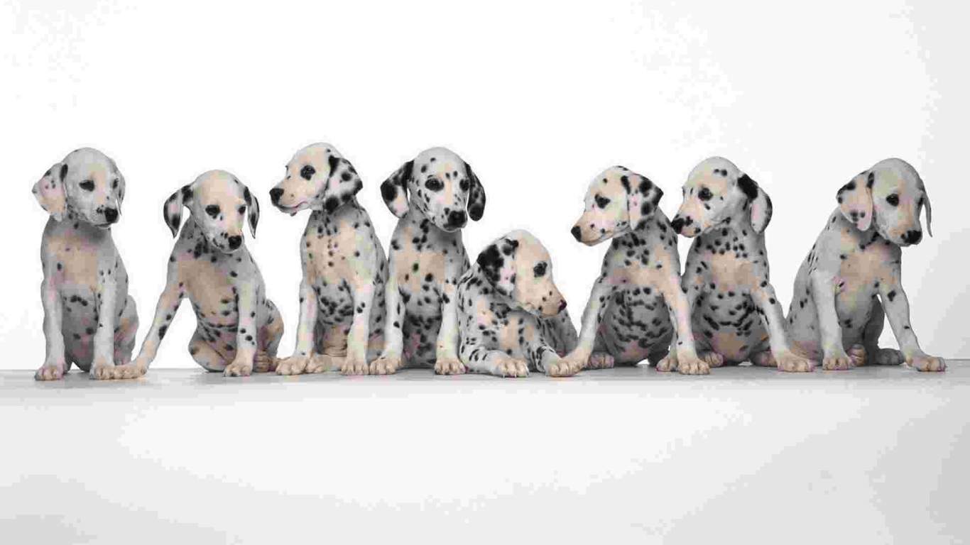 Щенки далматина