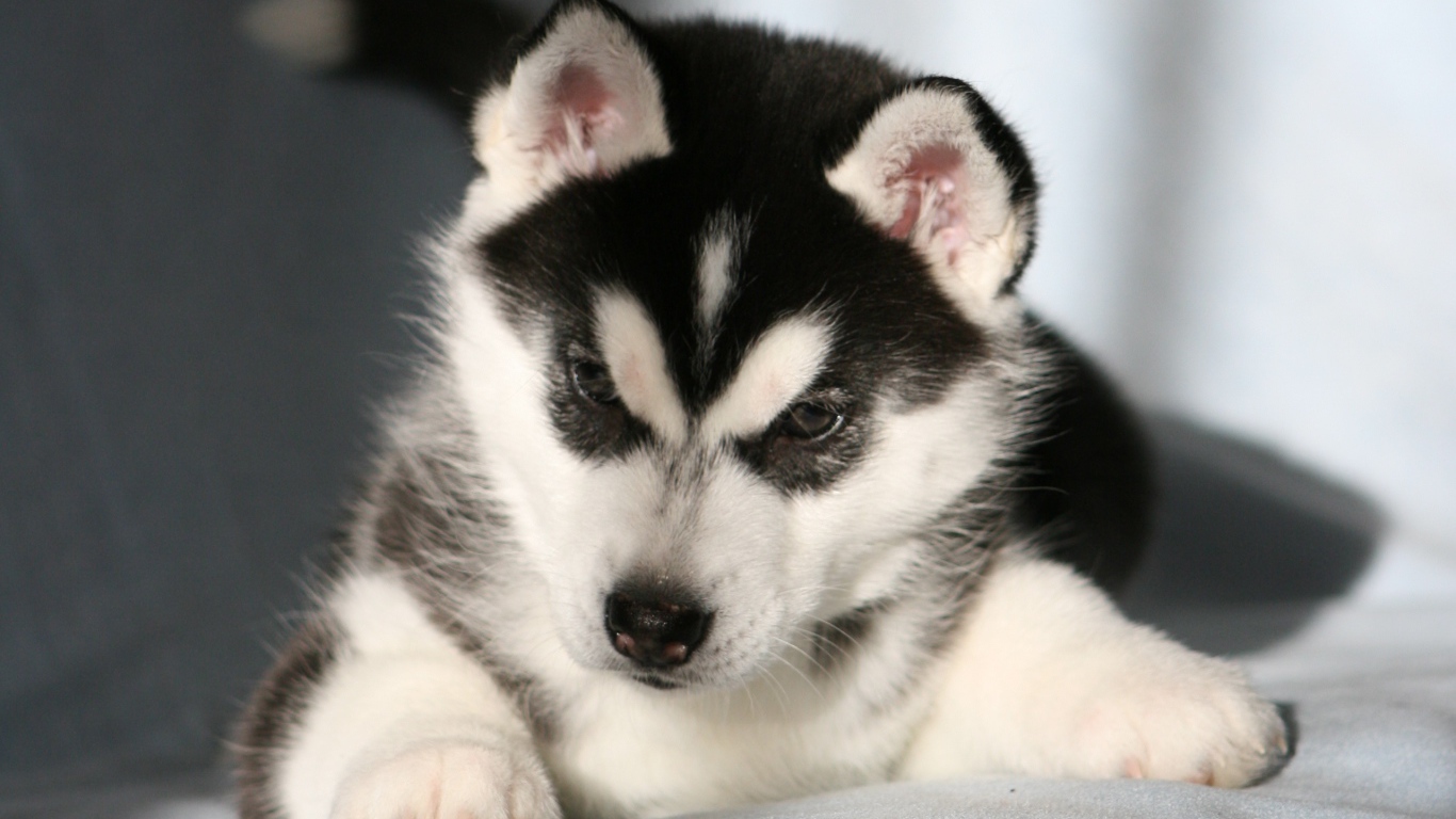 Щенок Сибирский хаски