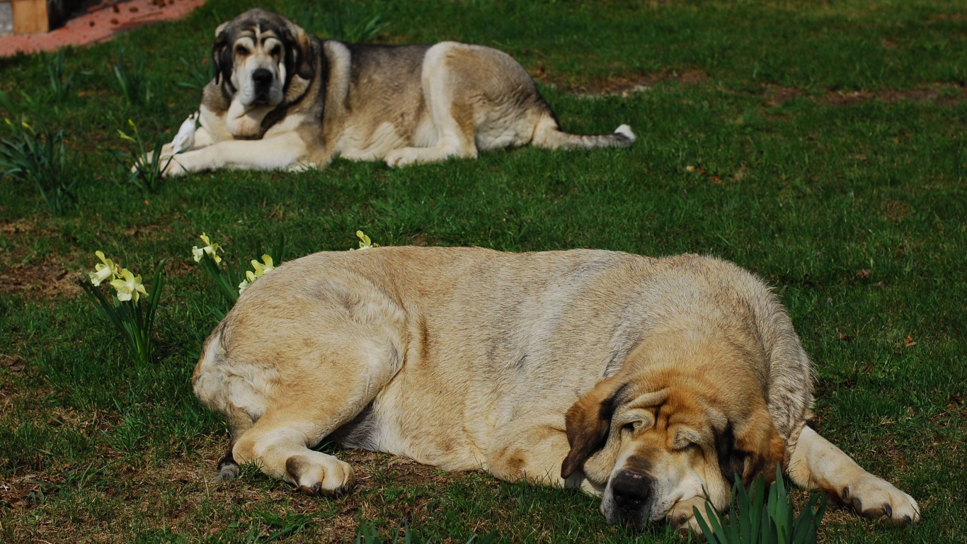 Испанский мастиф спит на траве