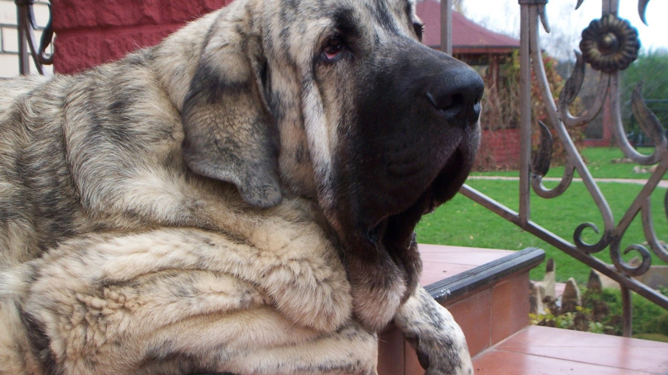 Испанский мастиф лежащий на лестнице