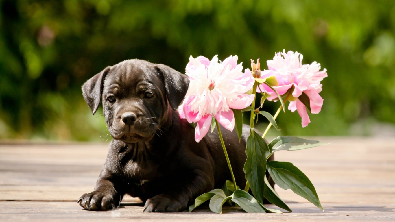 Стаффордширский бультерьер с цветами