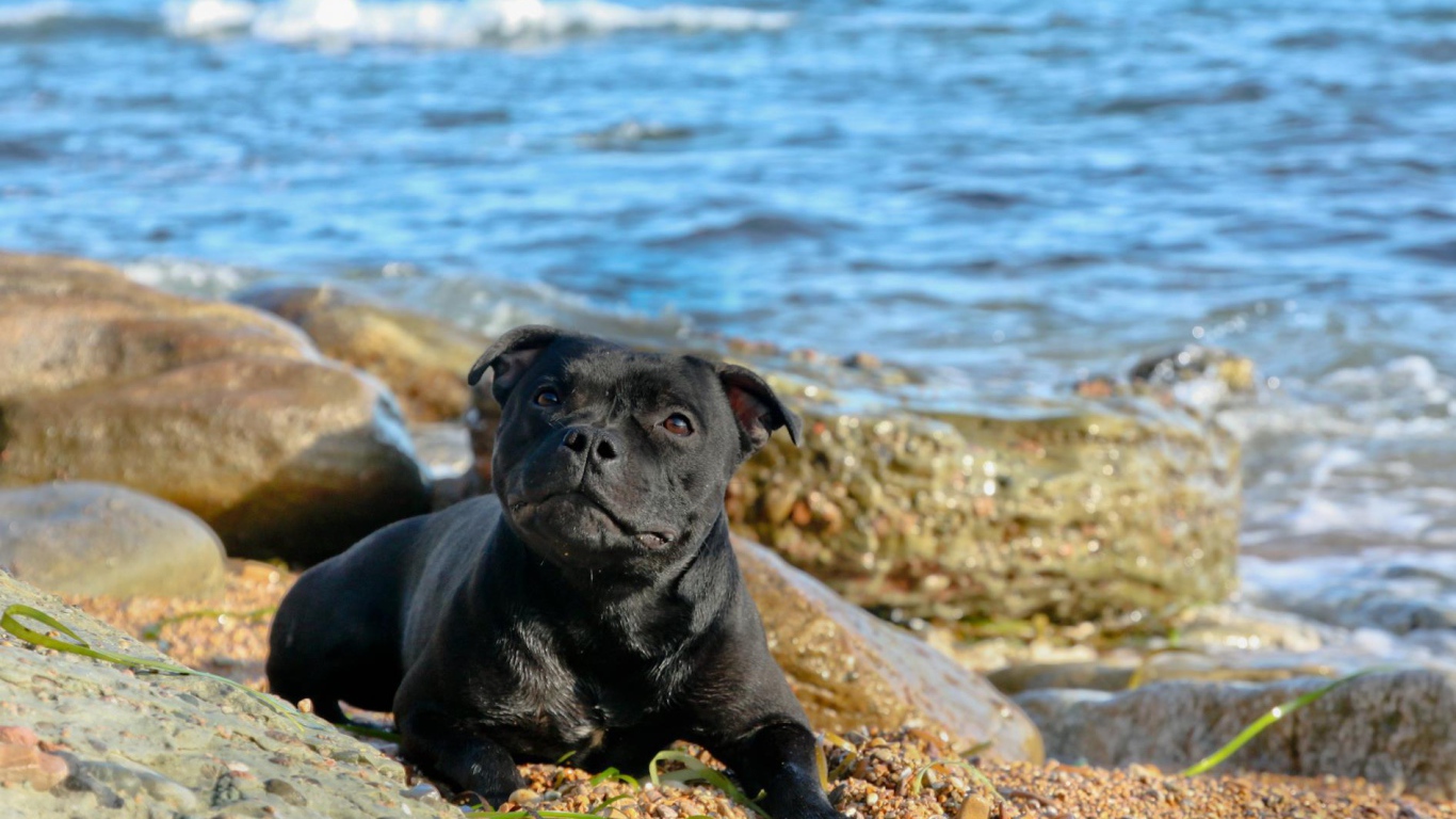 Стаффордширский бультерьер на пляже