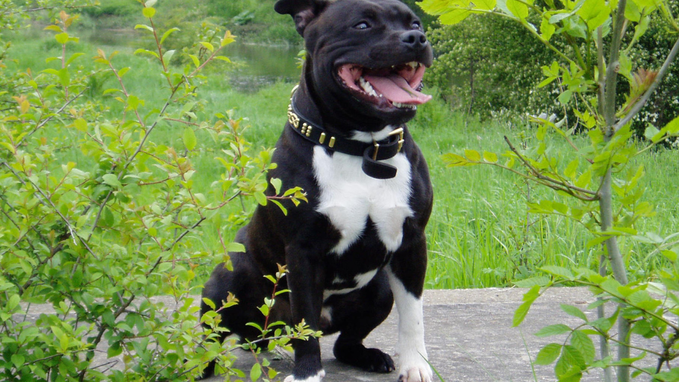 Стаффордширский бультерьер в кустах