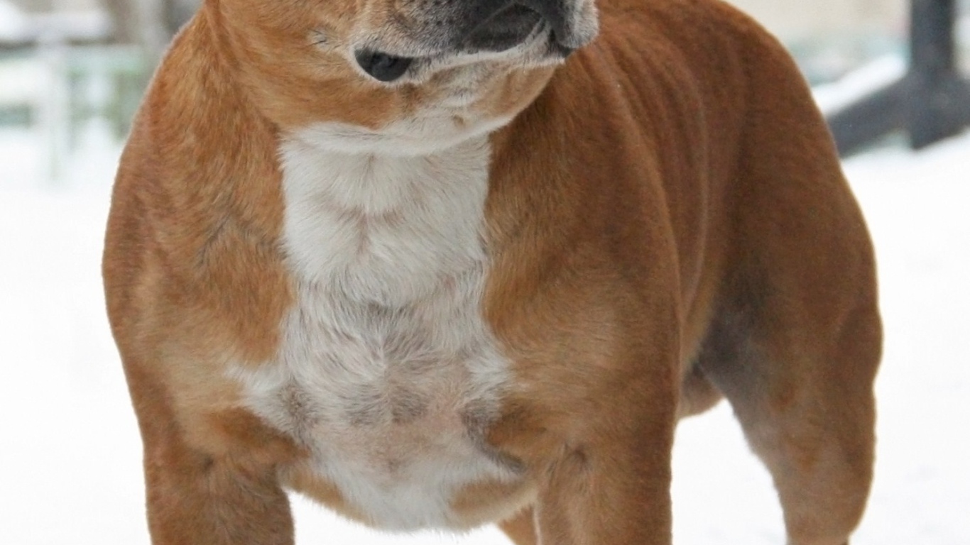 Стаффордширский бультерьер на снегу