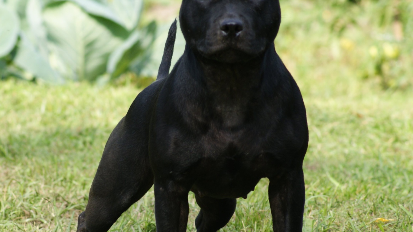 Агрессивный Стаффордширский бультерьер