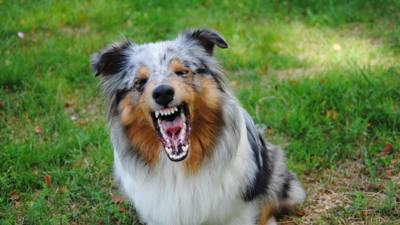 Злая собака породы шелти
