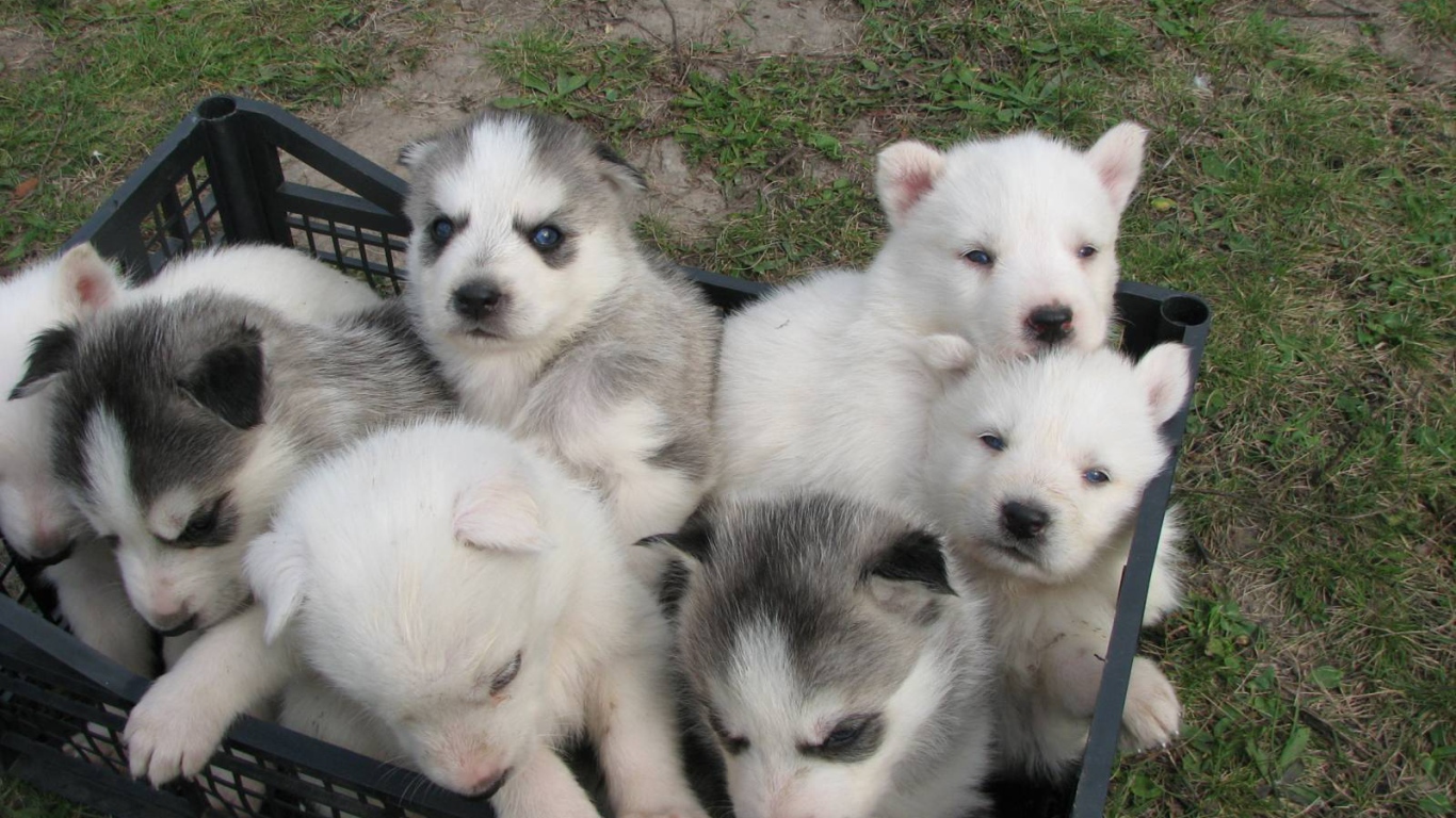 Корзина полная сибирских хаски