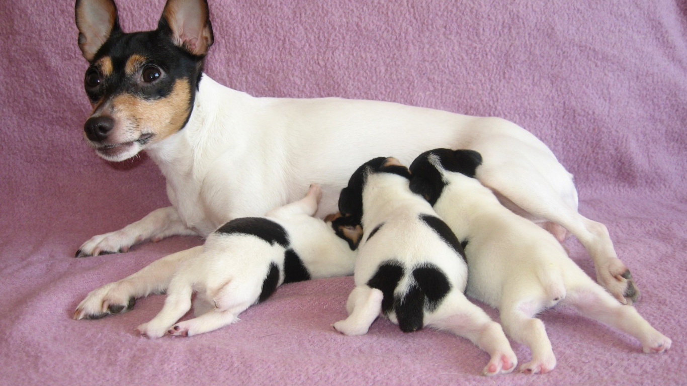 семья Фокстерьер